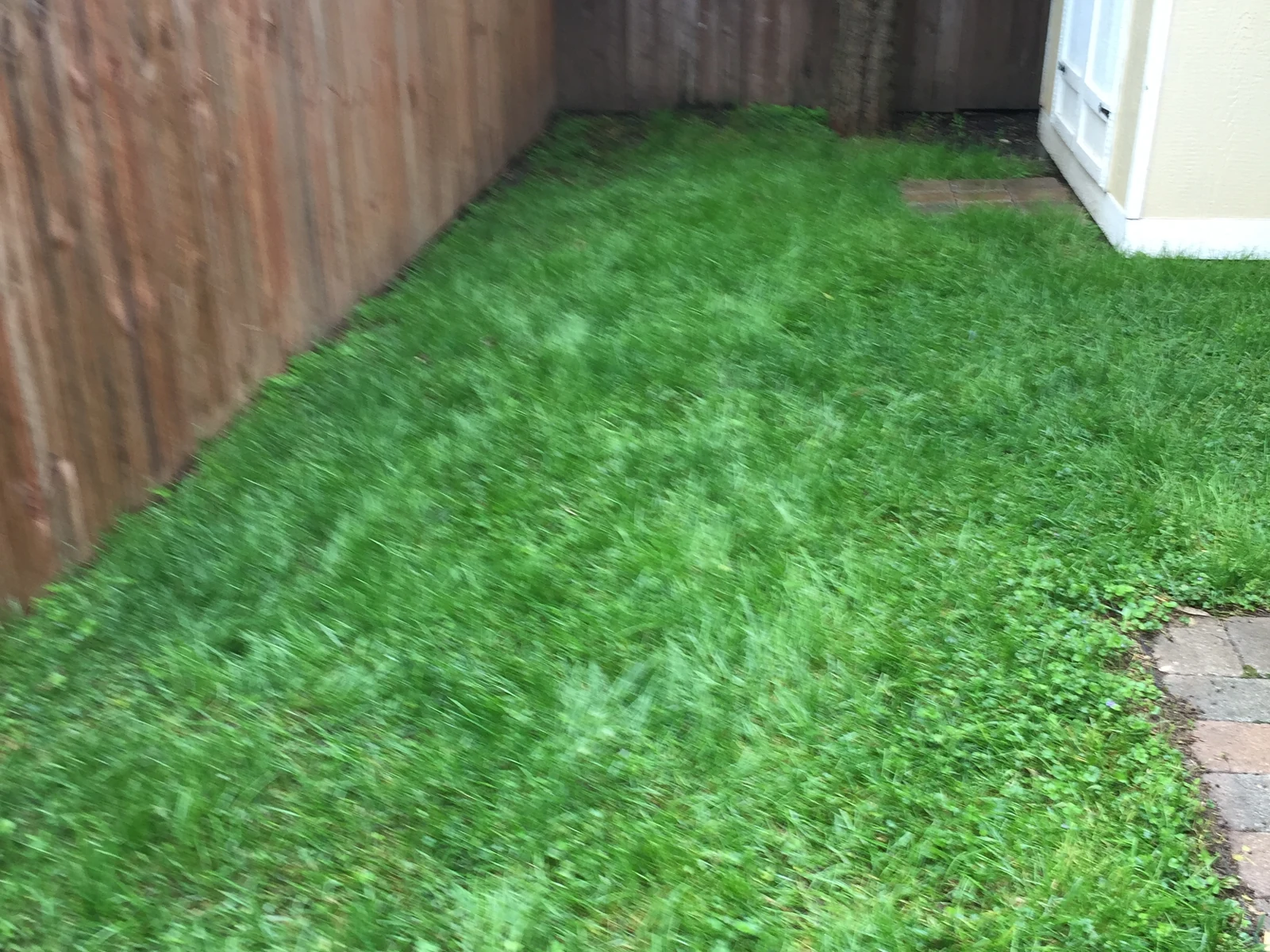Avant aménagement : jardin engazonné jusqu'à la clôture