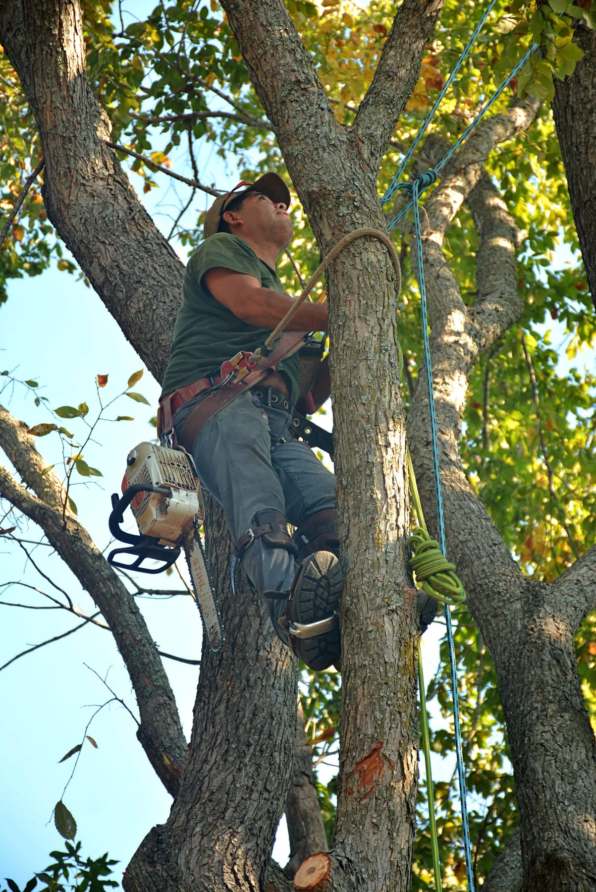 Élagueur intervenant dans un arbre