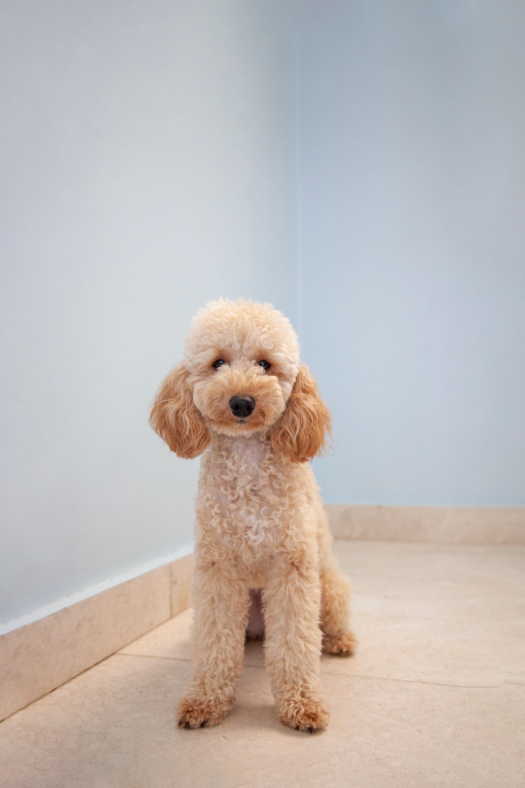 Caniche après une coupe de toilettage nette