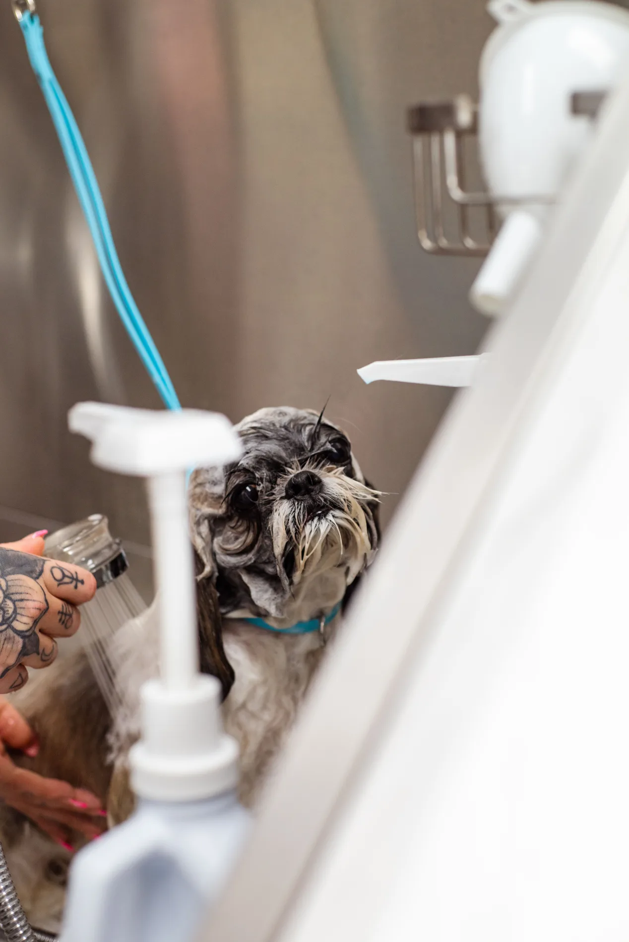 Petit chien pendant son bain dans un salon de toilettage