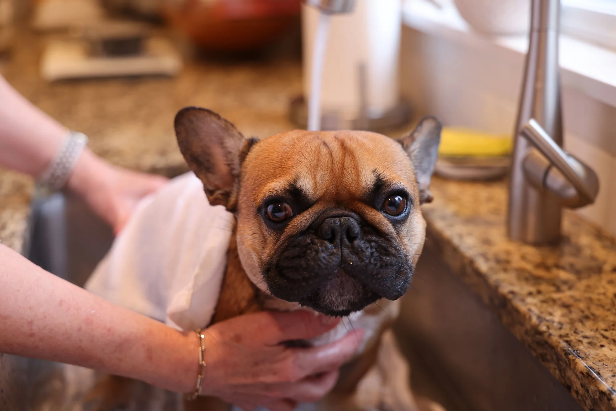 Bouledogue français à poil court pendant son bain