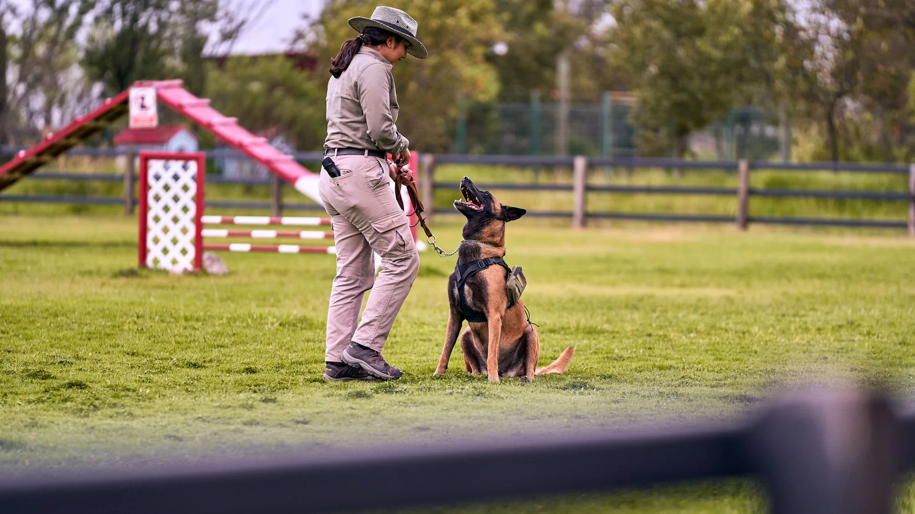 Séance d'éducation canine en extérieur